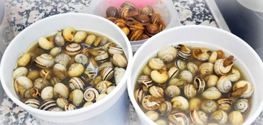 Venta y distribución de envases para caracoles